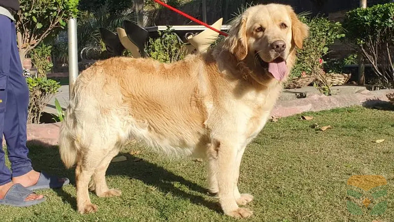 Pedigree Golden Retriever Male for Sale – Purebred, Healthy, Ready for New Home